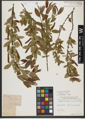 Foto von Salix triandra subsp. triandra L.
